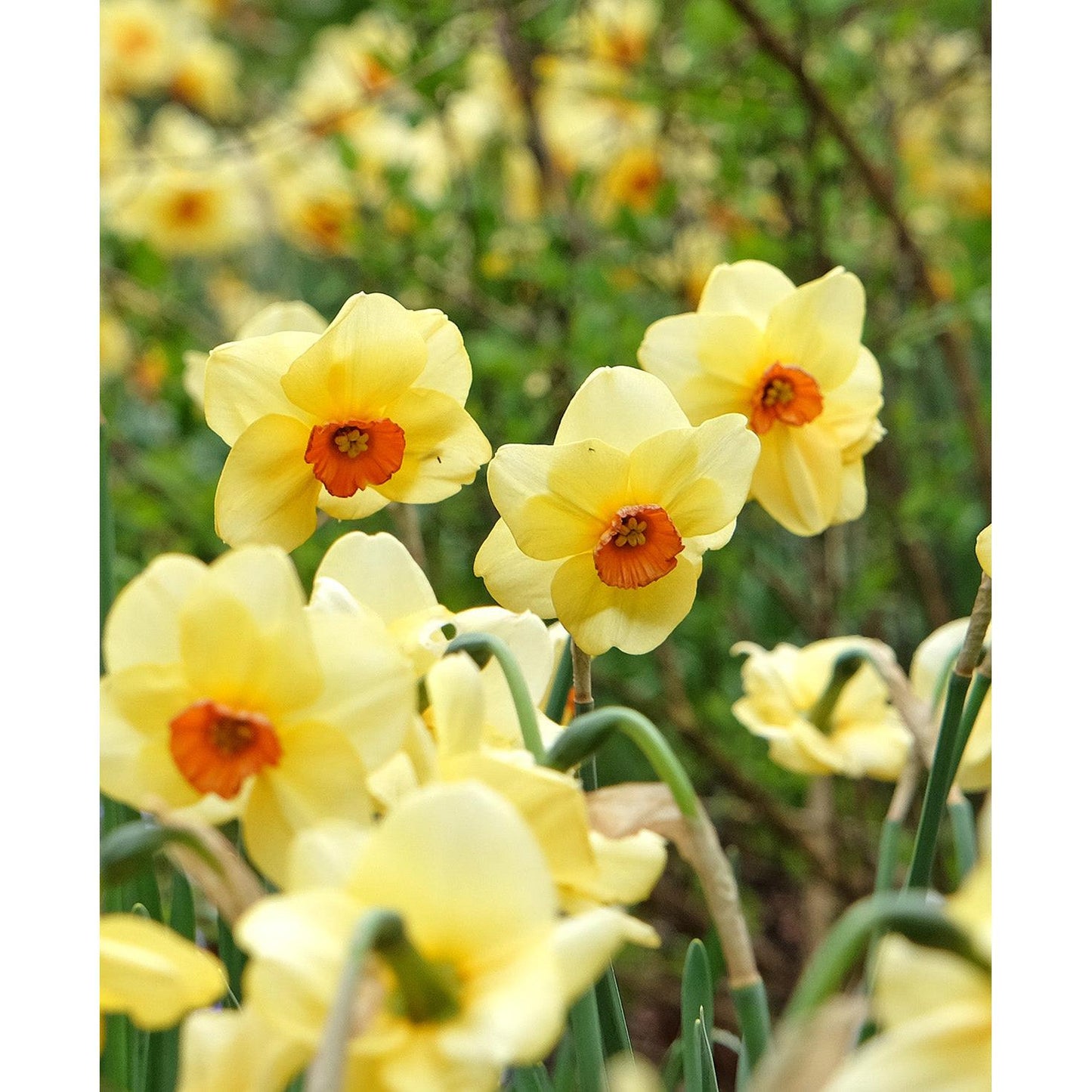 Pipe Major Daffodil - 10 bulbs