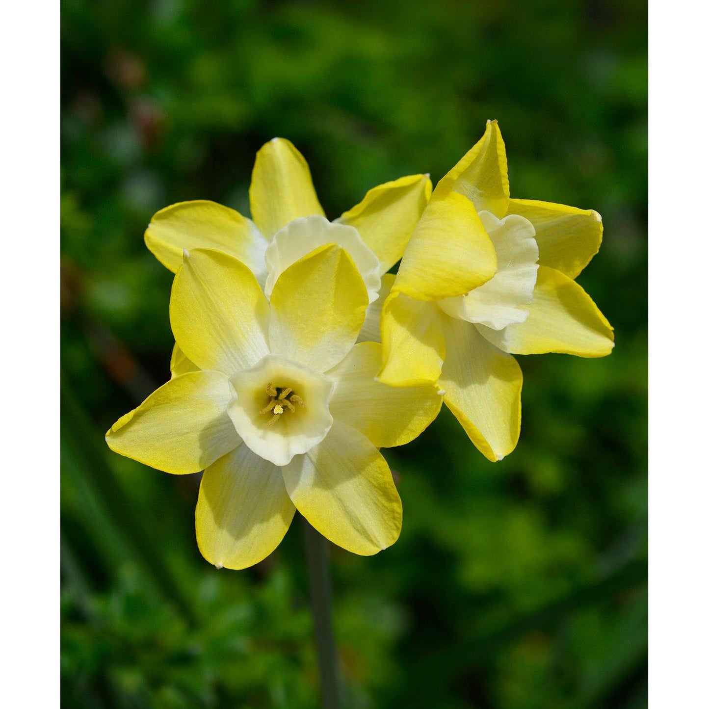 Pipit Jonquilla Daffodil - 10 bulbs