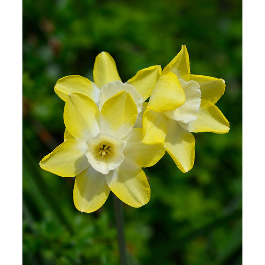 Pipit Jonquilla Daffodil - 10 bulbs