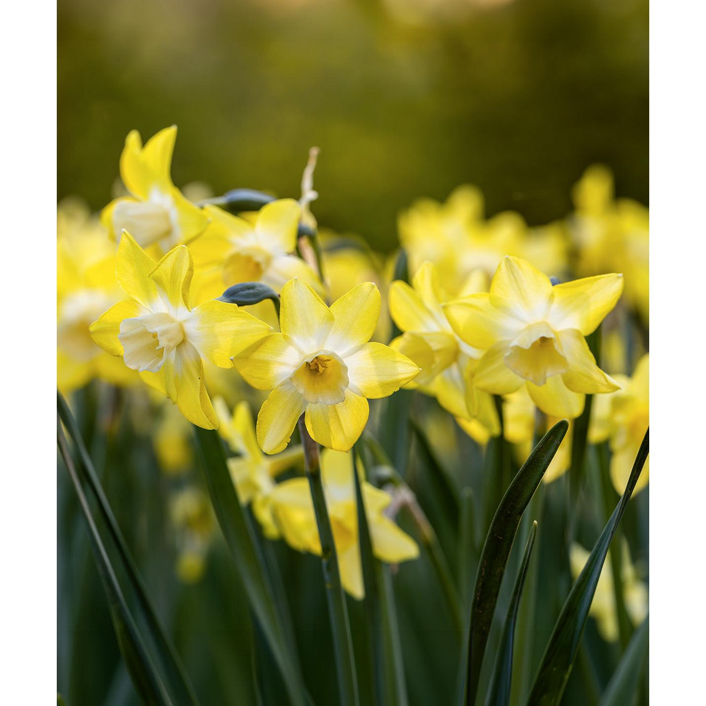 Pipit Jonquilla Daffodil - 10 bulbs