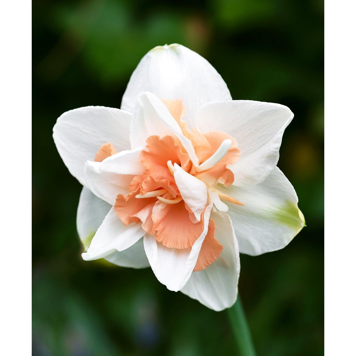 Replete Double Daffodil - 10 bulbs