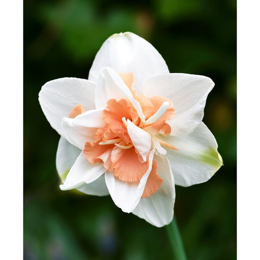 Replete Double Daffodil - 10 bulbs