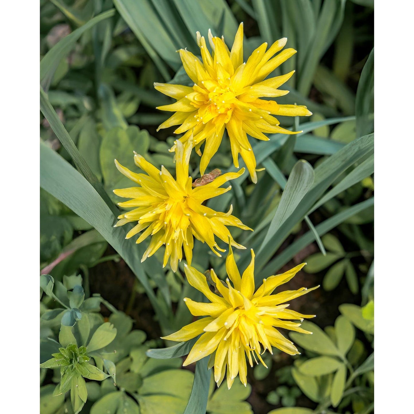 Rip Van Winkle Double Species Daffodil - 10 bulbs