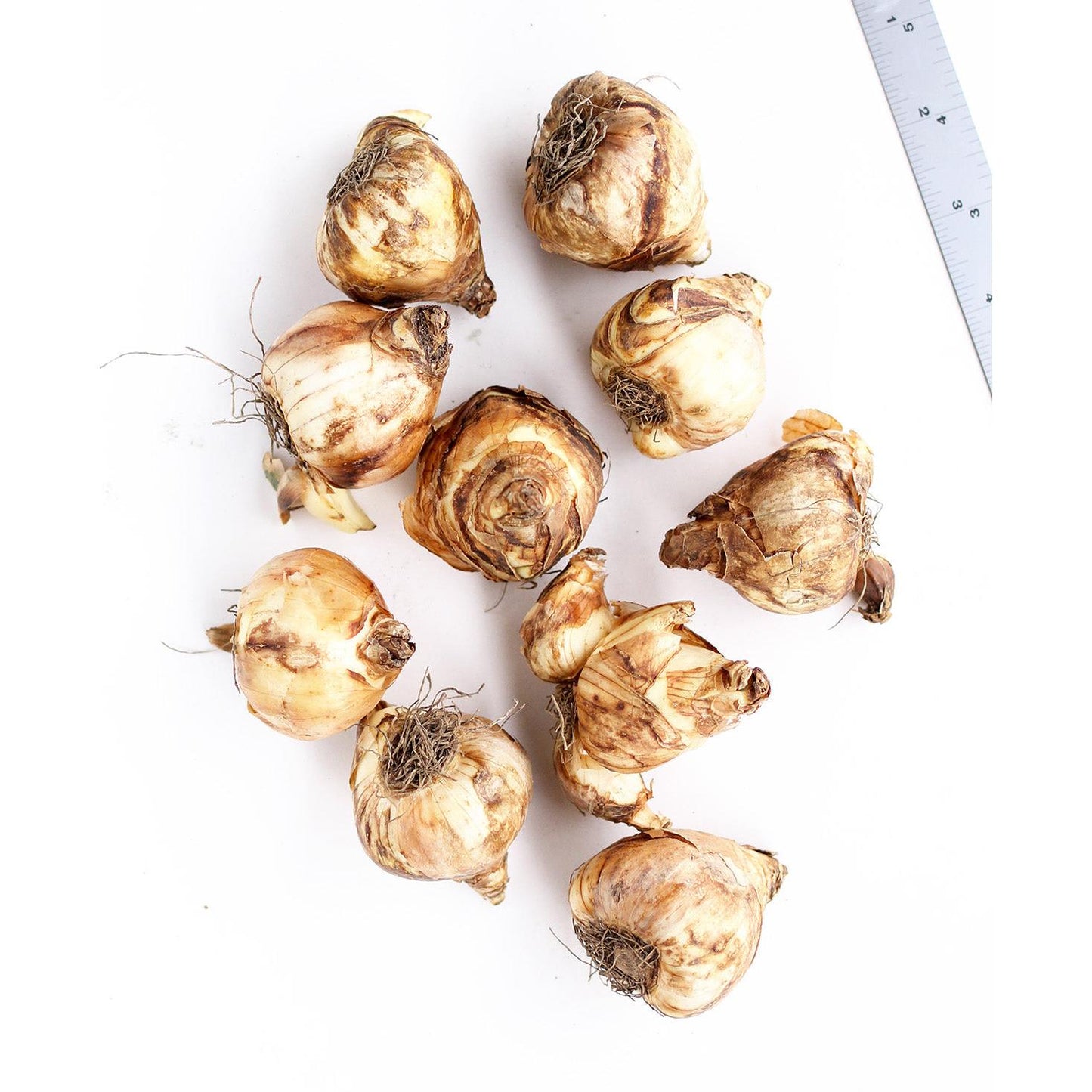 Cha Cha Cyclamineus Daffodil - 10 bulbs
