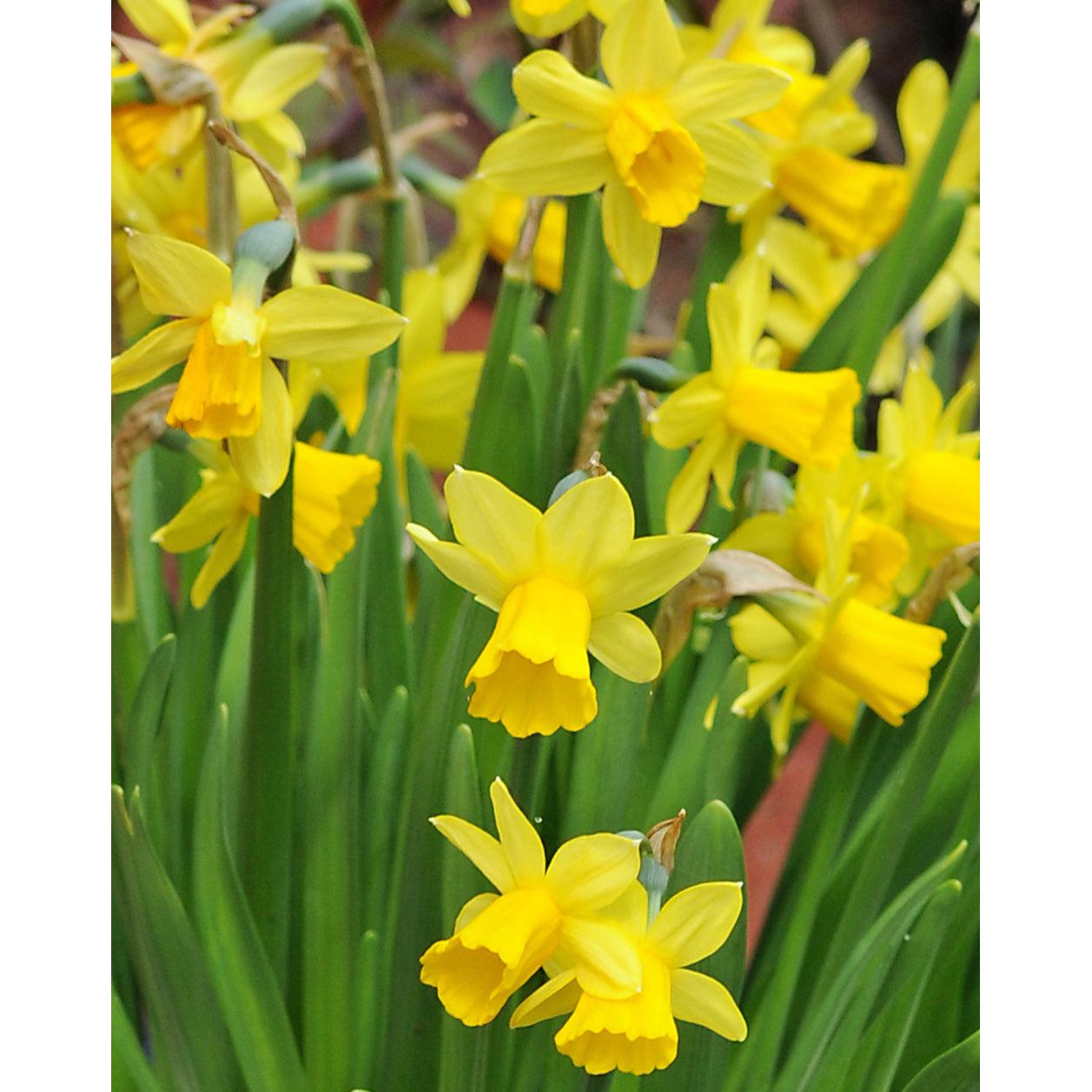 Tete a Tete Cyclamineus Daffodil - 10 bulbs