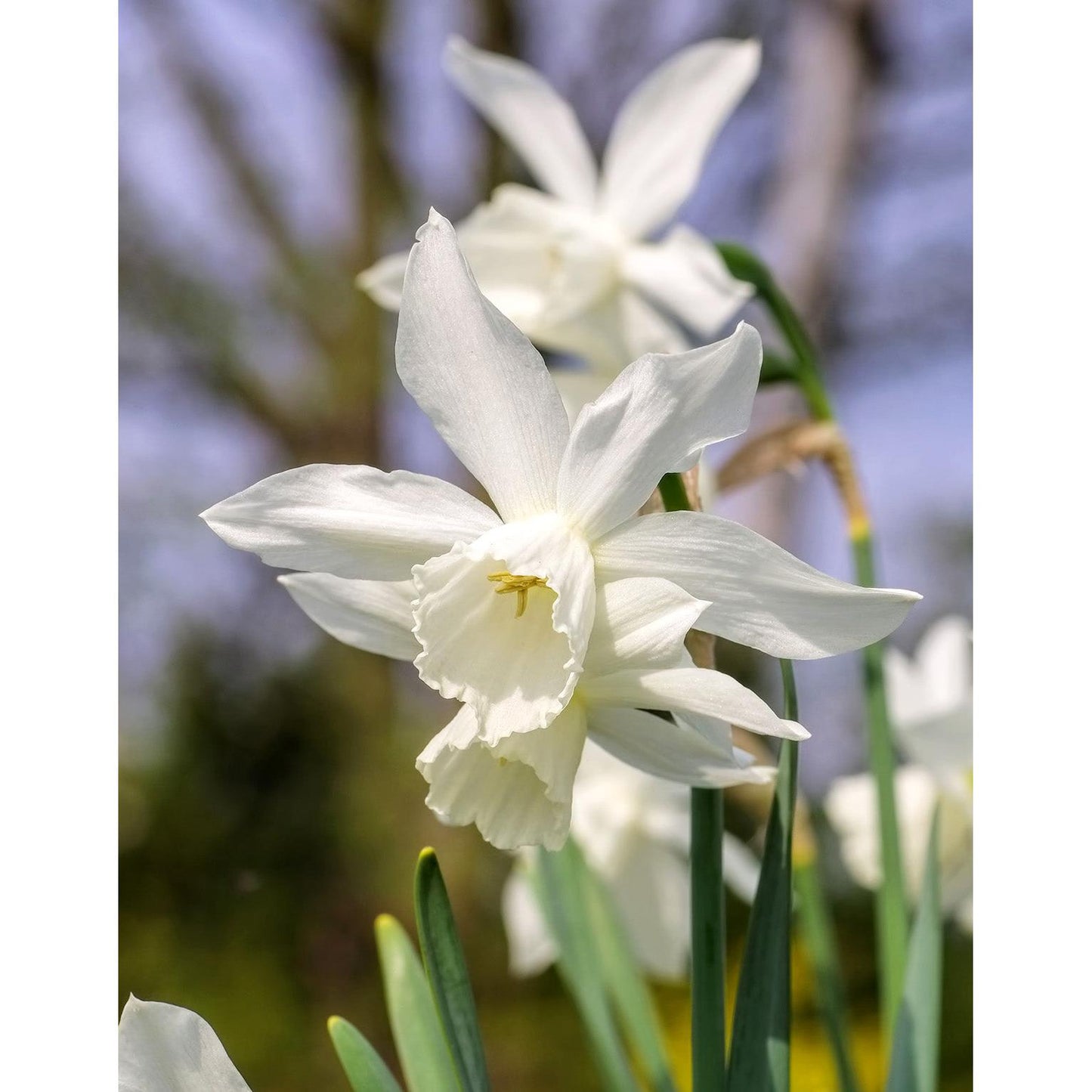 White Thalia Daffodil - 10 bulbs