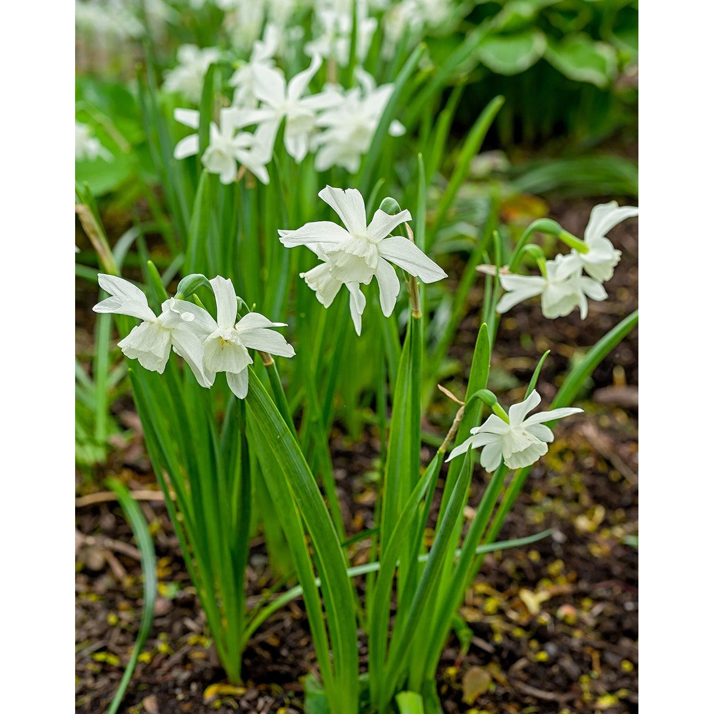 White Thalia Daffodil - 10 bulbs