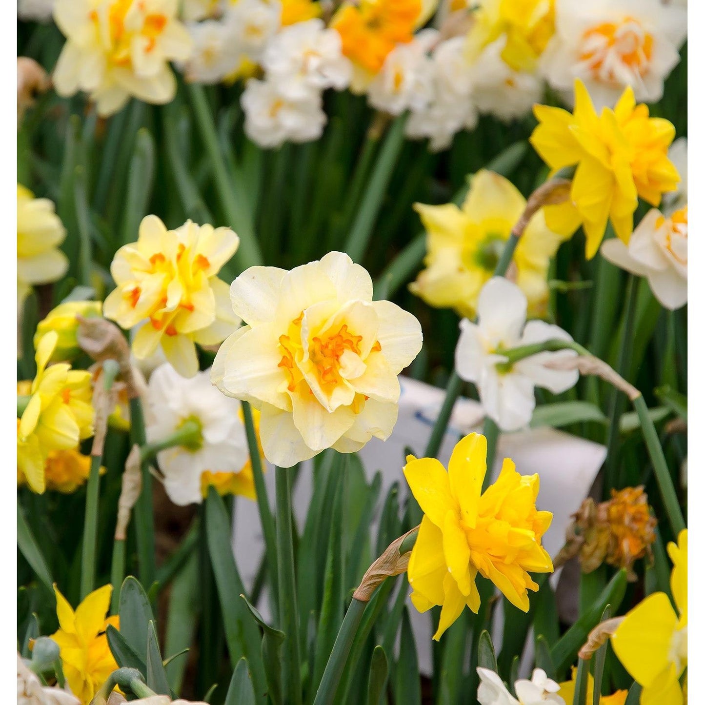 Mixed Double Daffodils - 30 bulbs