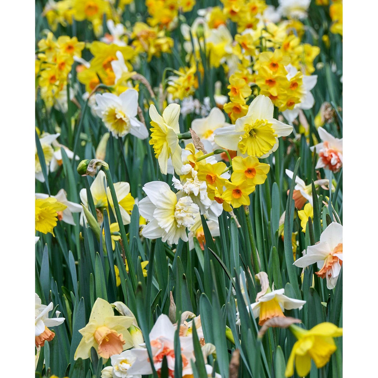 Mixed Daffodils - 30 bulbs