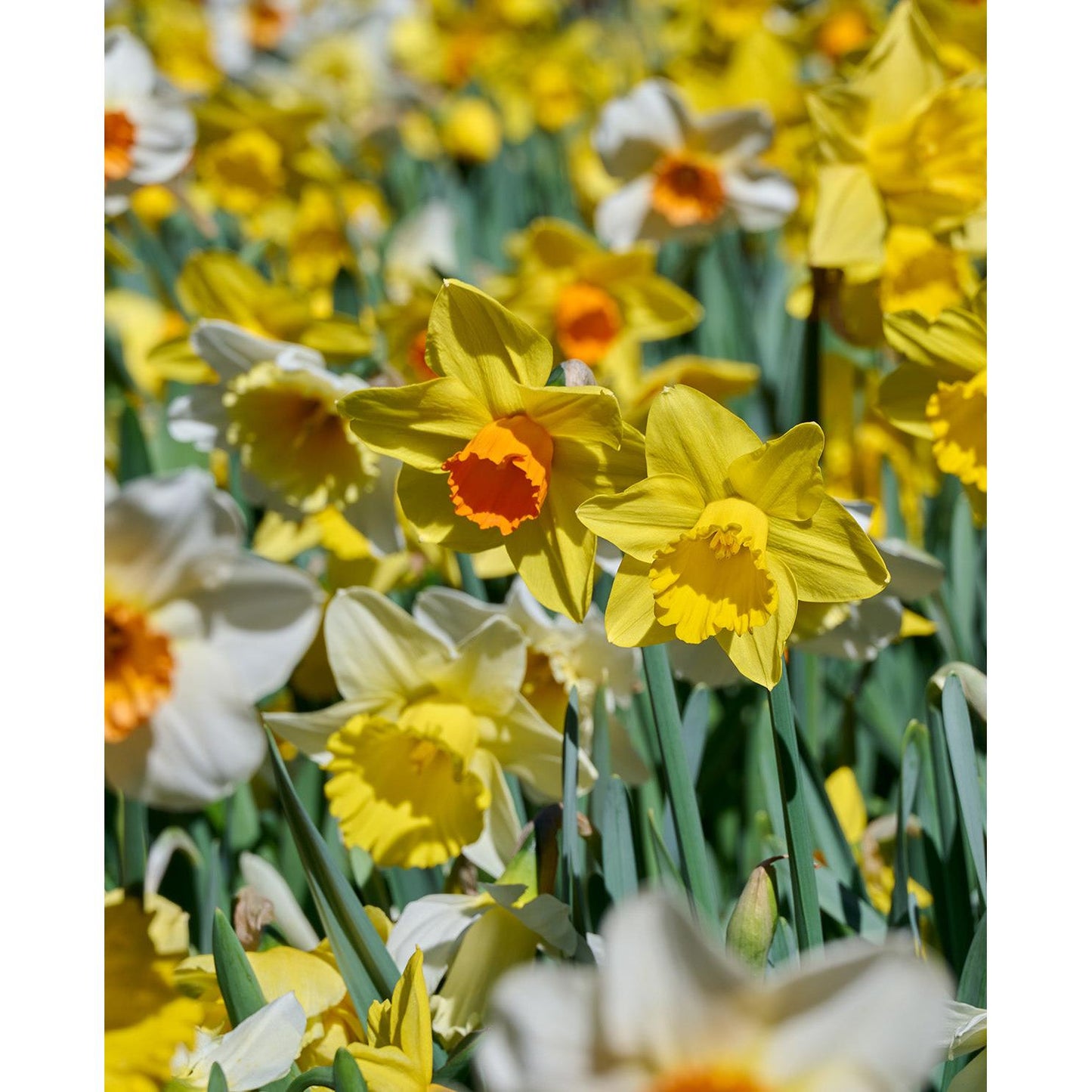 Mixed Daffodils - 30 bulbs