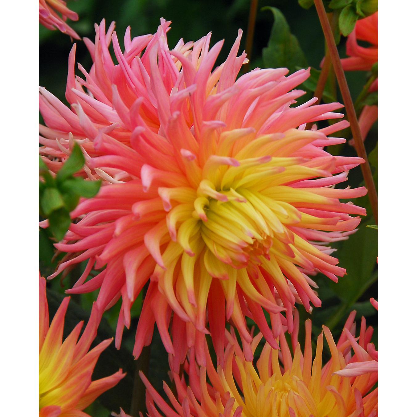 Alfred Grille Cactus Dahlia - 3 root divisions