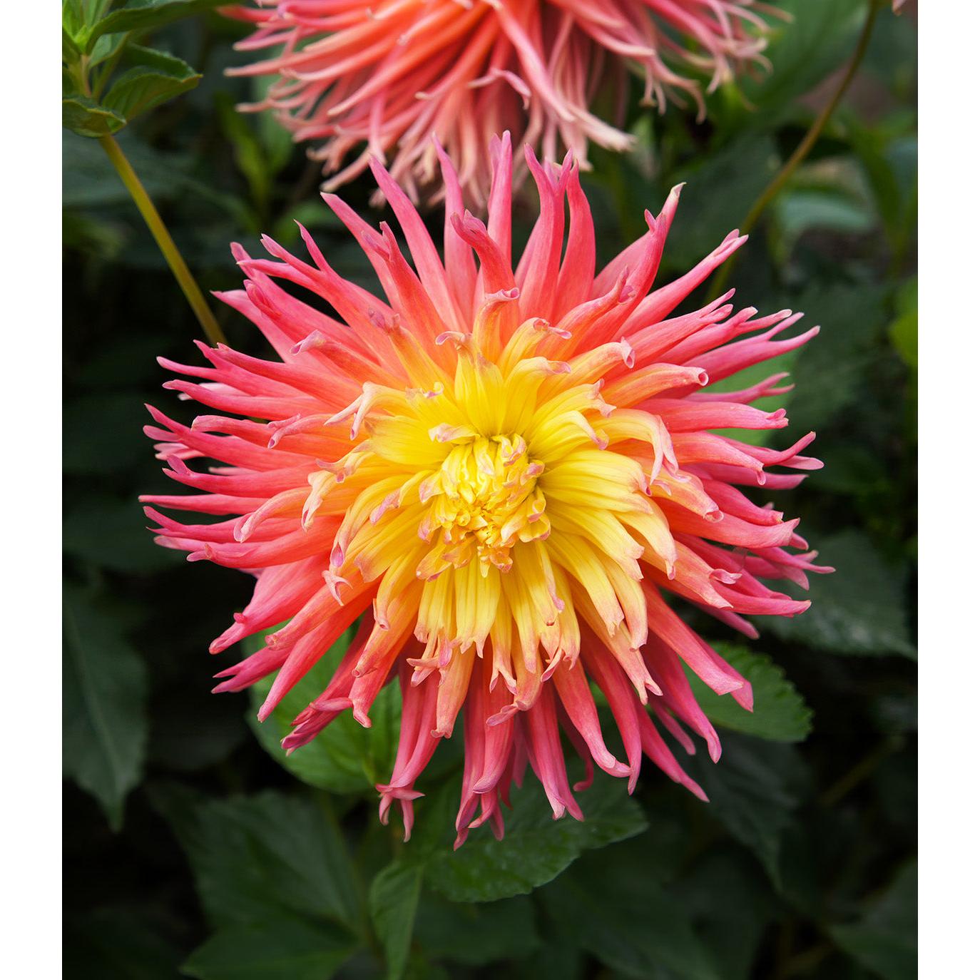 Alfred Grille Cactus Dahlia - 3 root divisions