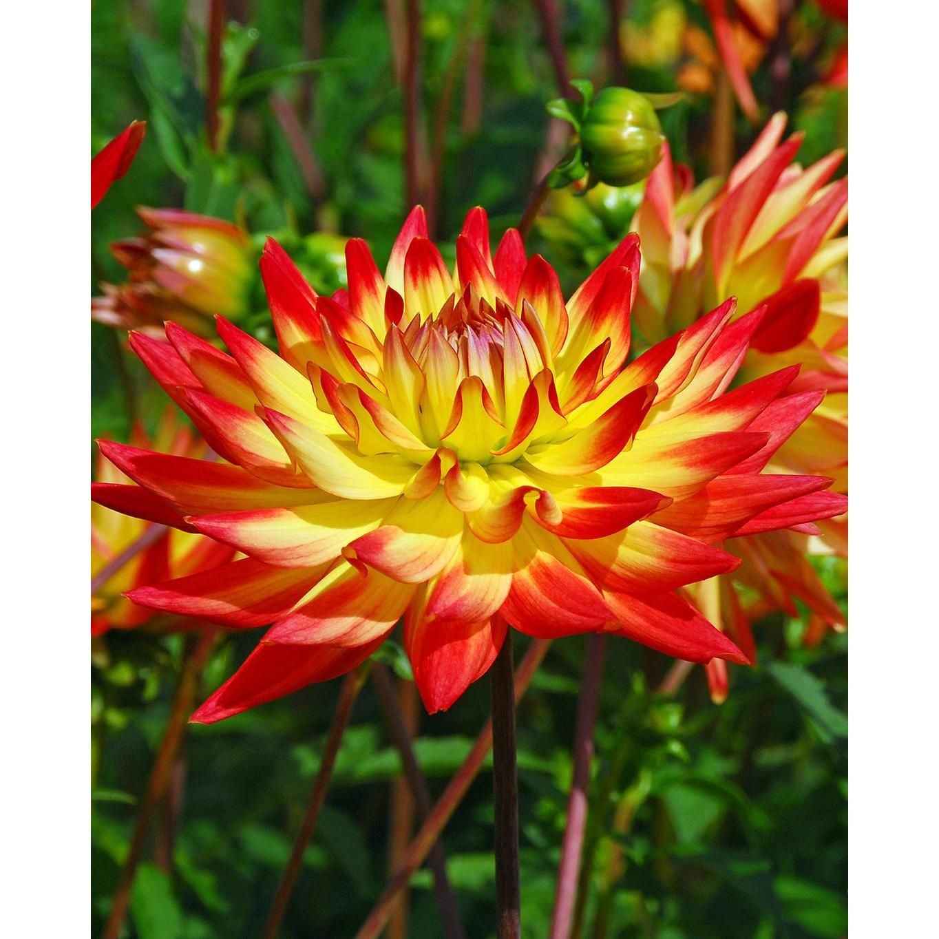 Bridgeview Aloha Cactus Dahlia - 3 root divisions