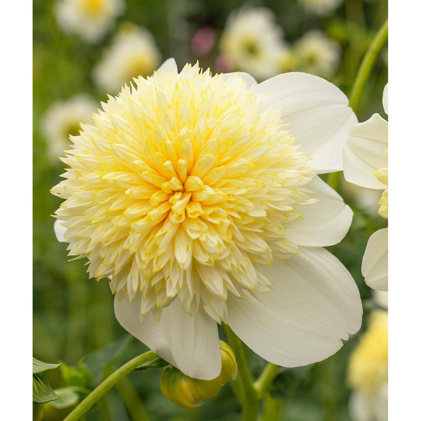 Platinum Blonde Anemone Dahlia - 3 root divisions