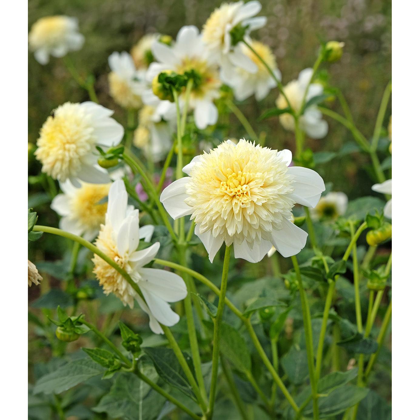 Platinum Blonde Anemone Dahlia - 3 root divisions