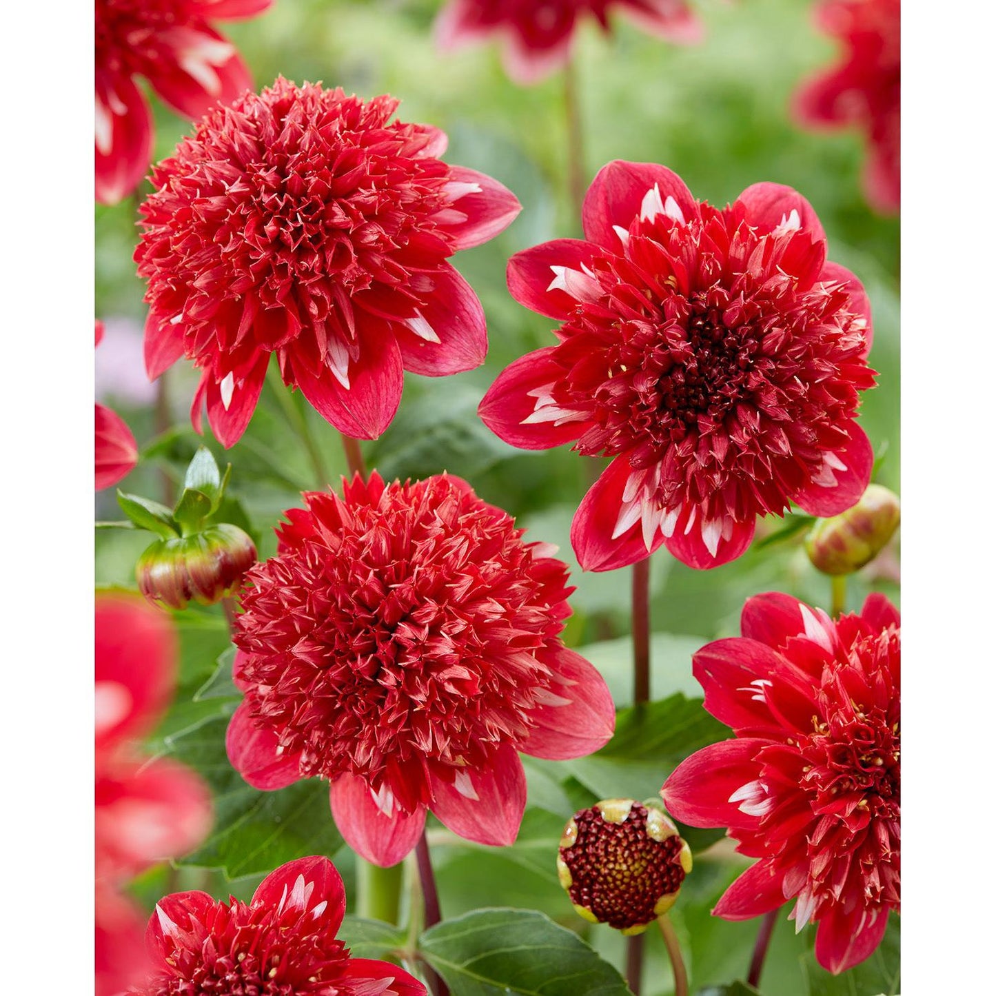 Speech Anemone Dahlia - 3 root divisions