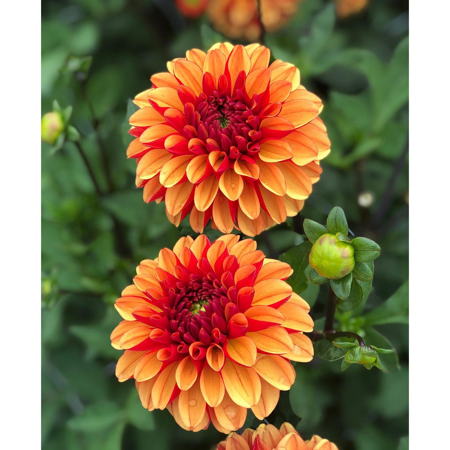 American Sunset Ball Dahlia - 3 root divisions