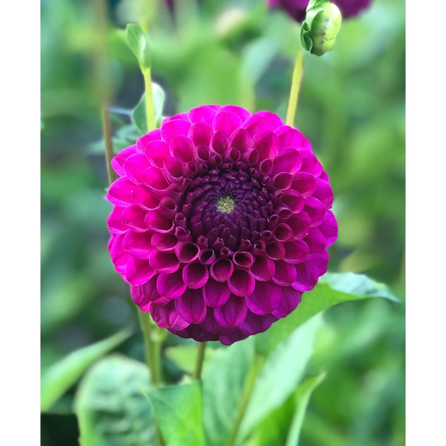Cryfield Harmony Ball Dahlia - 3 root divisions