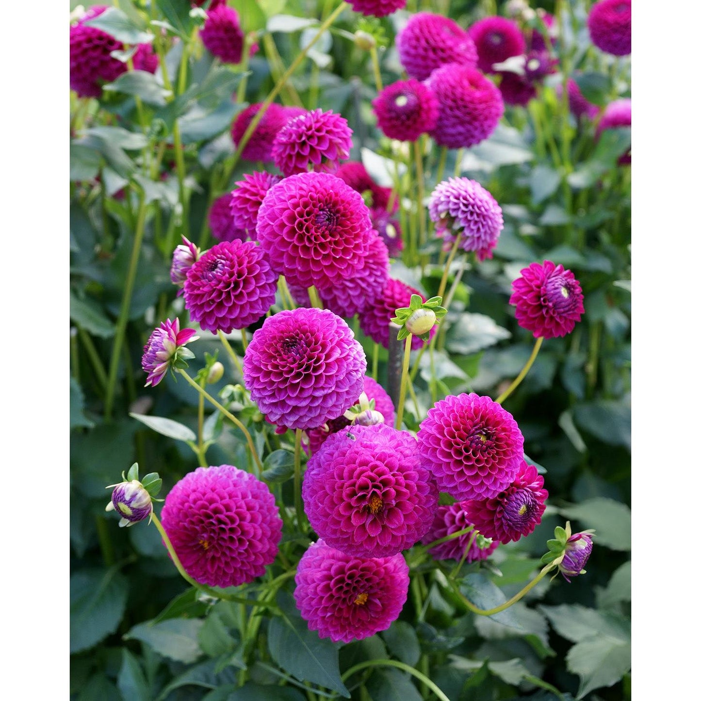 Cryfield Harmony Ball Dahlia - 3 root divisions