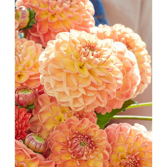 Orange Cassini Ball Dahlia - 3 root divisions