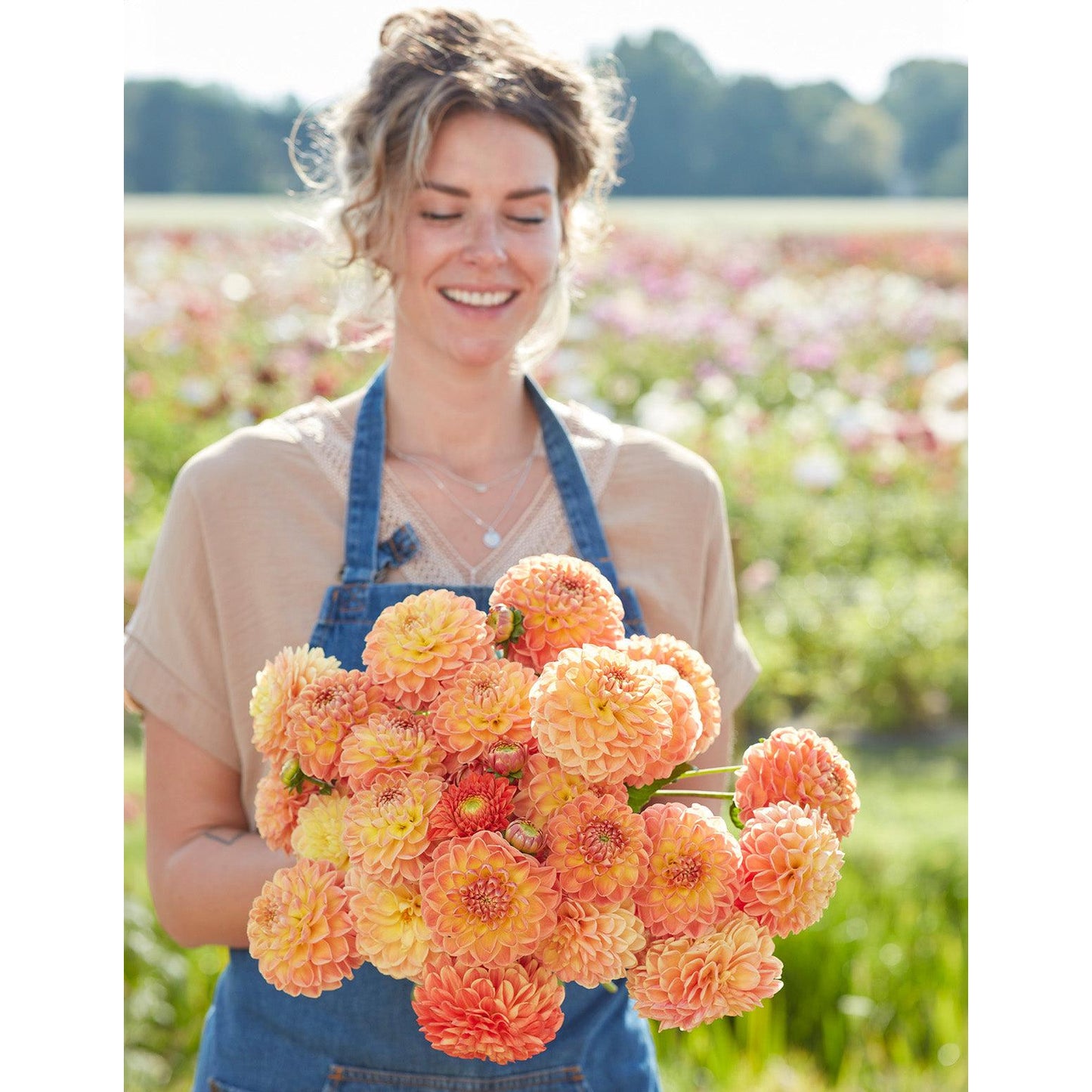 Orange Cassini Ball Dahlia - 3 root divisions