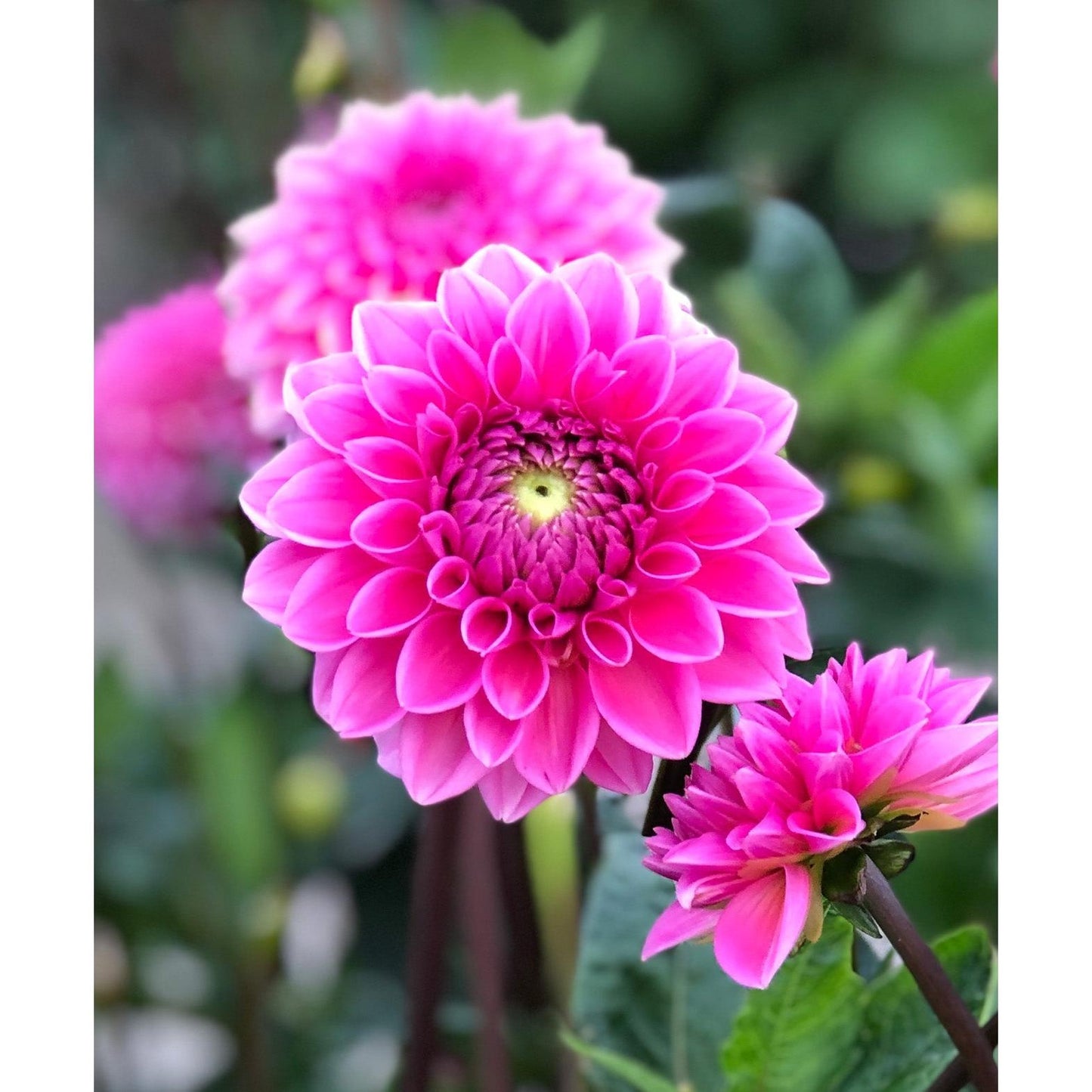 Pink Sylvia Ball Dahlia - 3 root divisions