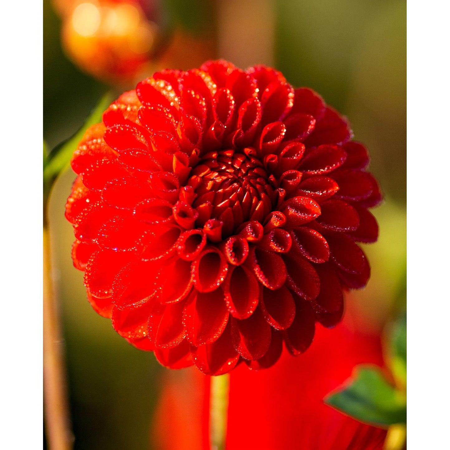 Salsa Ball Dahlia - 3 root divisions
