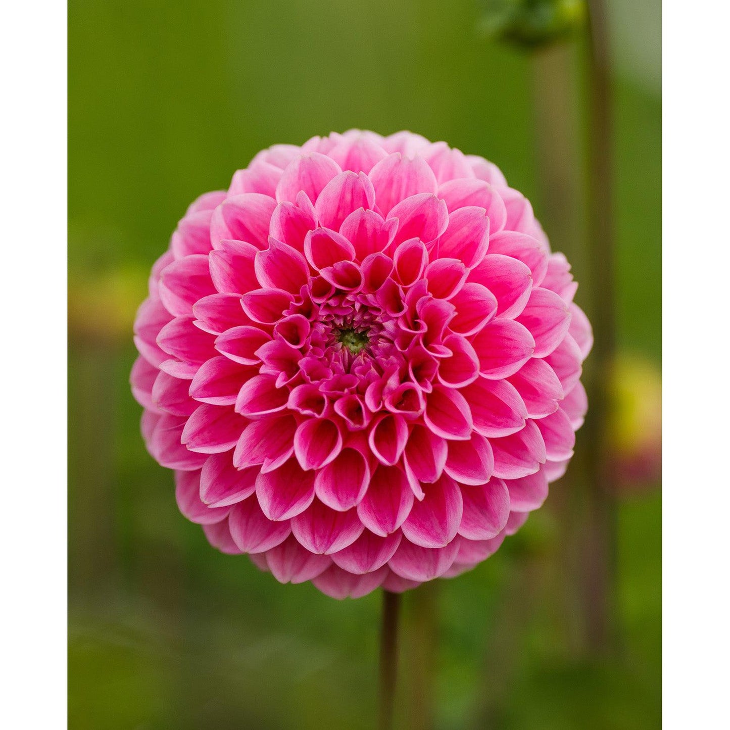 Sweet Fabienne Ball Dahlia - 3 root divisions