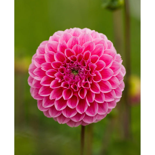 Sweet Fabienne Ball Dahlia - 3 root divisions