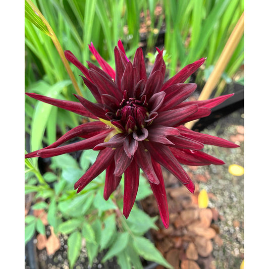 Black Narcissus Cactus Dahlia - 3 root divisions