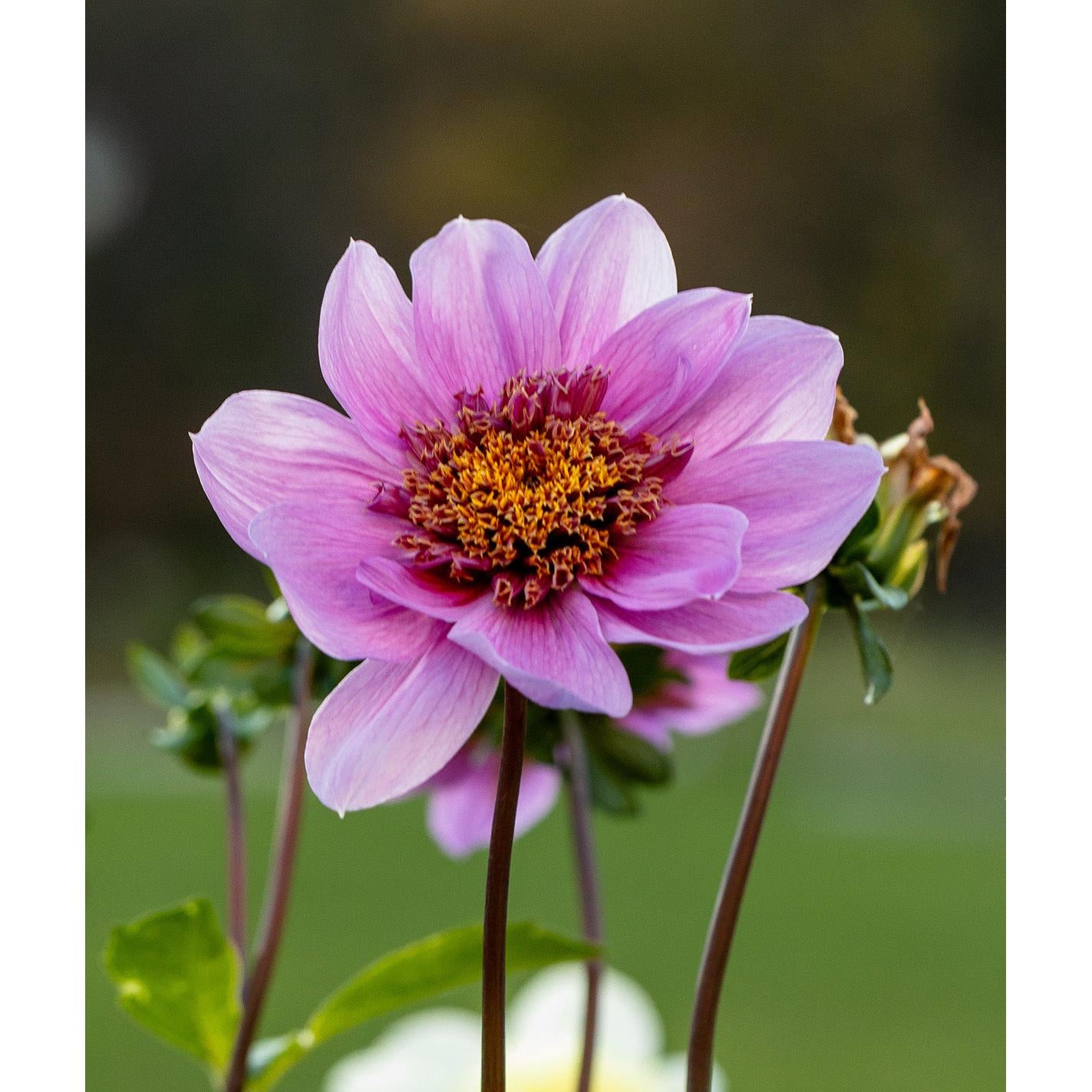 Blue Bayou Anemone Dahlia - 3 root divisions