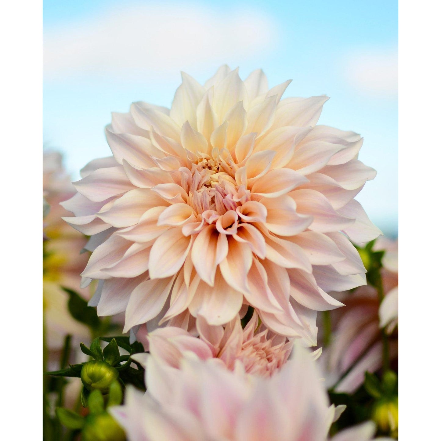 Cafe au Lait Decorative Dahlia - 3 root divisions