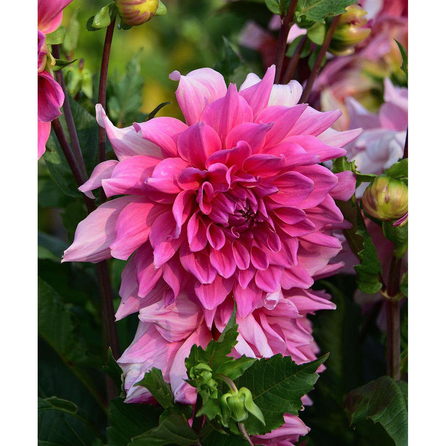 Emory Paul Decorative Dahlia - 3 root divisions
