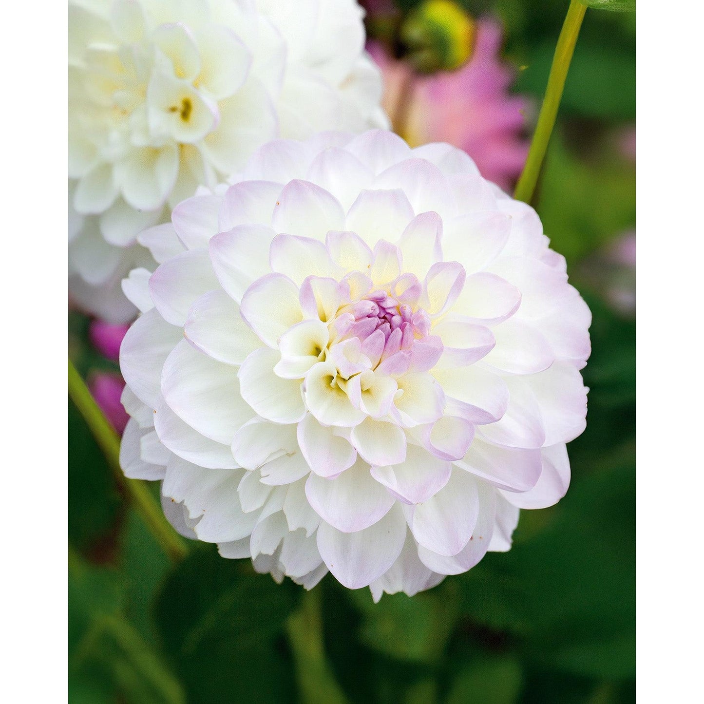 Eviline Ball Dahlia - 3 root divisions