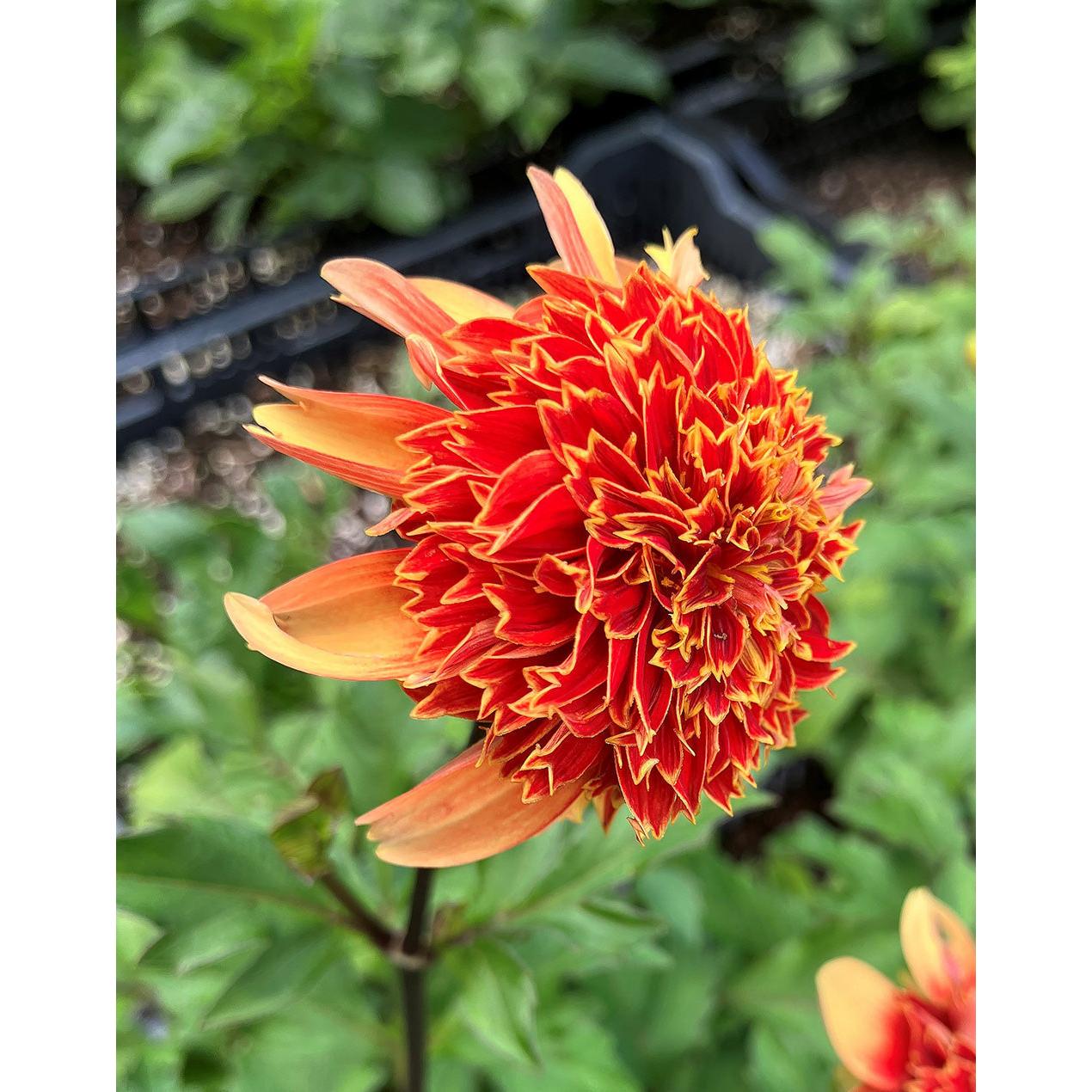 Josie Anemone Dahlia - 3 root divisions