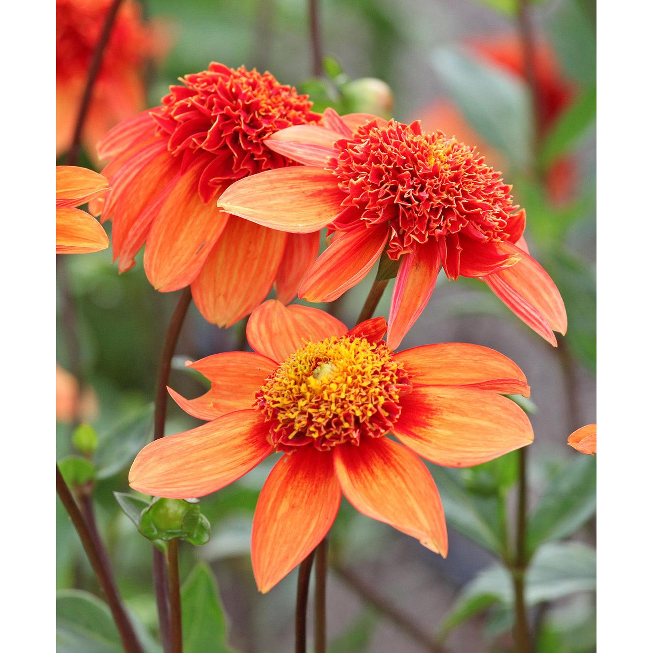 Josie Anemone Dahlia - 3 root divisions