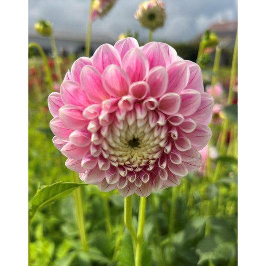 Marshmellow Baby Ball Dahlia - 3 root divisions