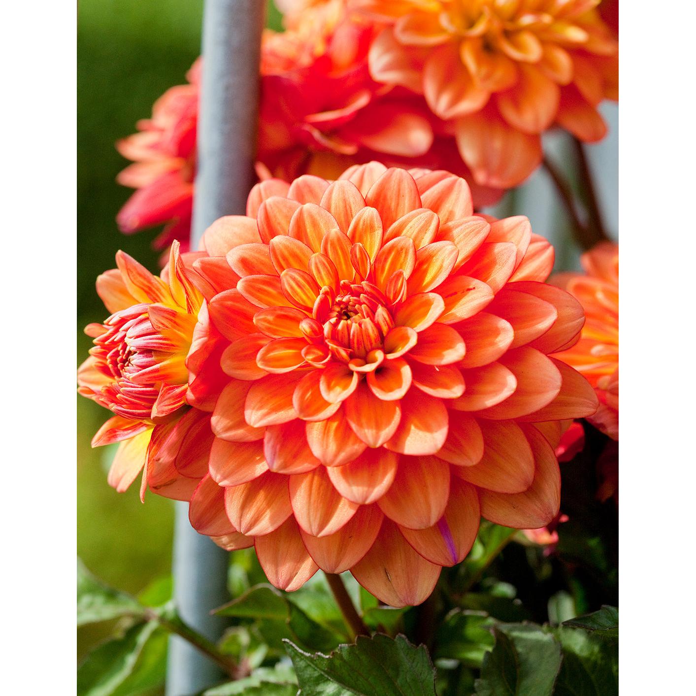 Gallery Pablo Decorative Dahlia - 3 root divisions