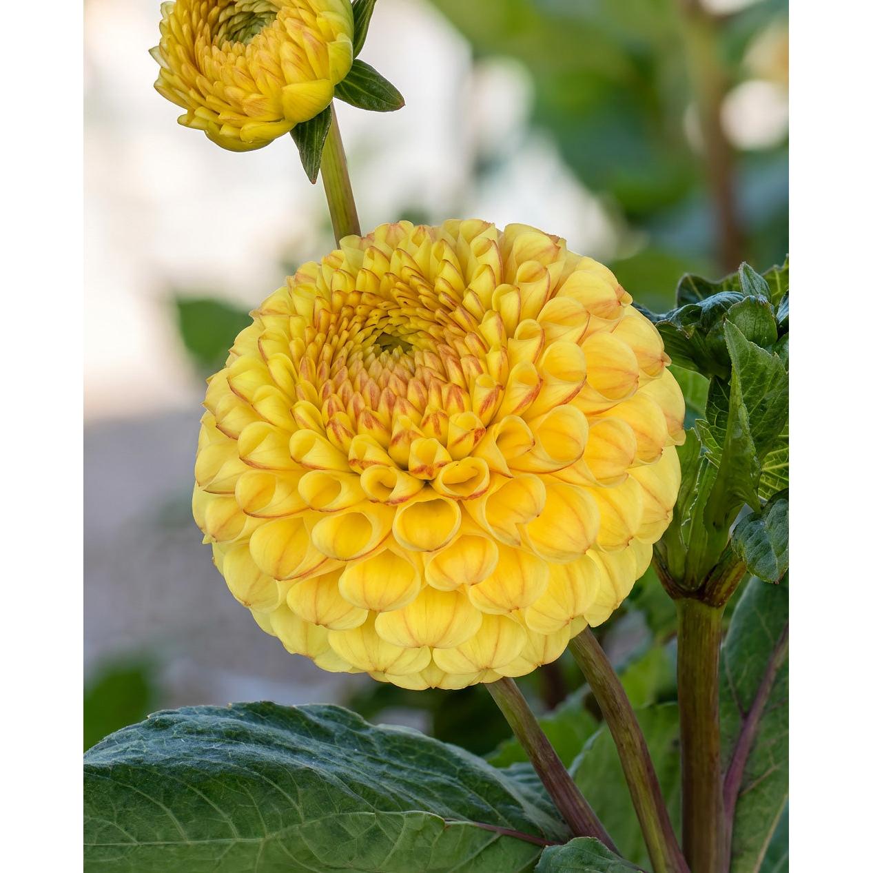 Buttercup Pompon Dahlia - 3 root divisions