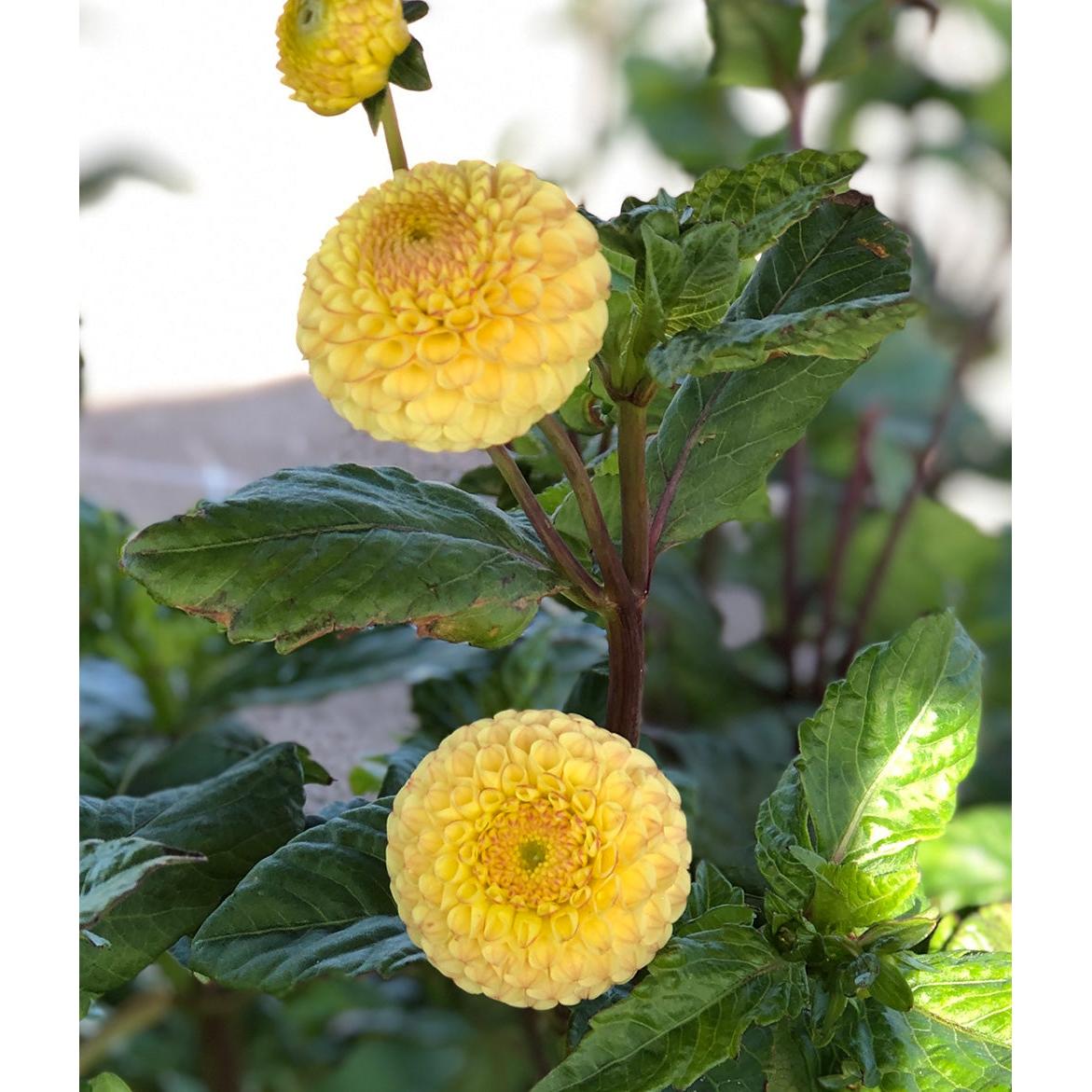 Buttercup Pompon Dahlia - 3 root divisions