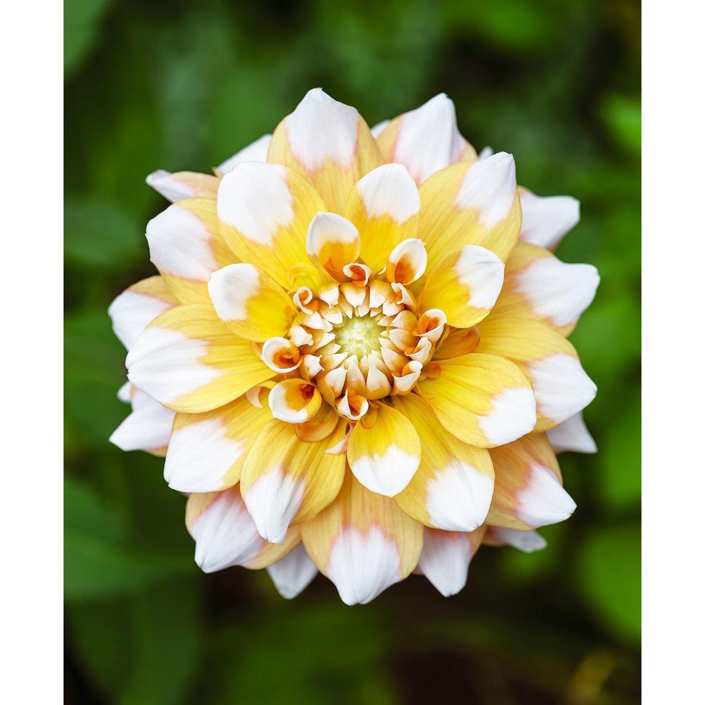 Seattle Decorative Dahlia - 3 root divisions