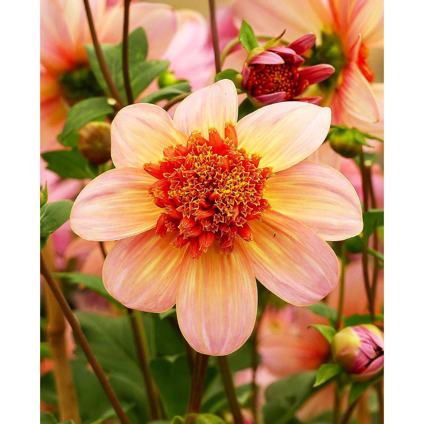 Totally Tangerine Anemone Dahlia - 3 root divisions