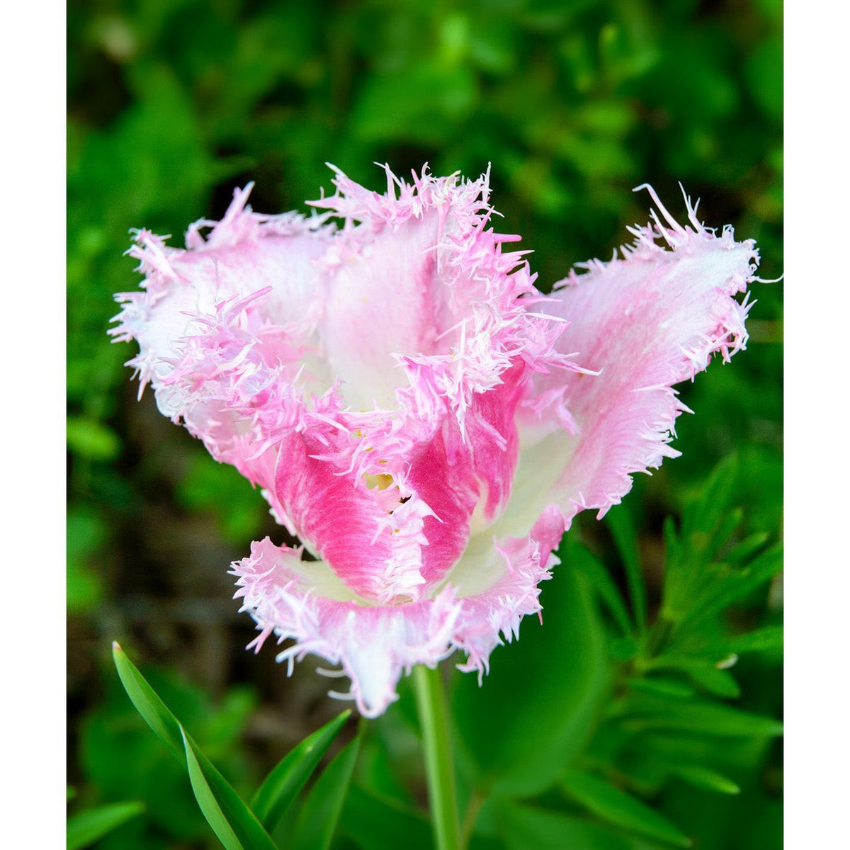 Dallas Fringed Tulip - 10 bulbs
