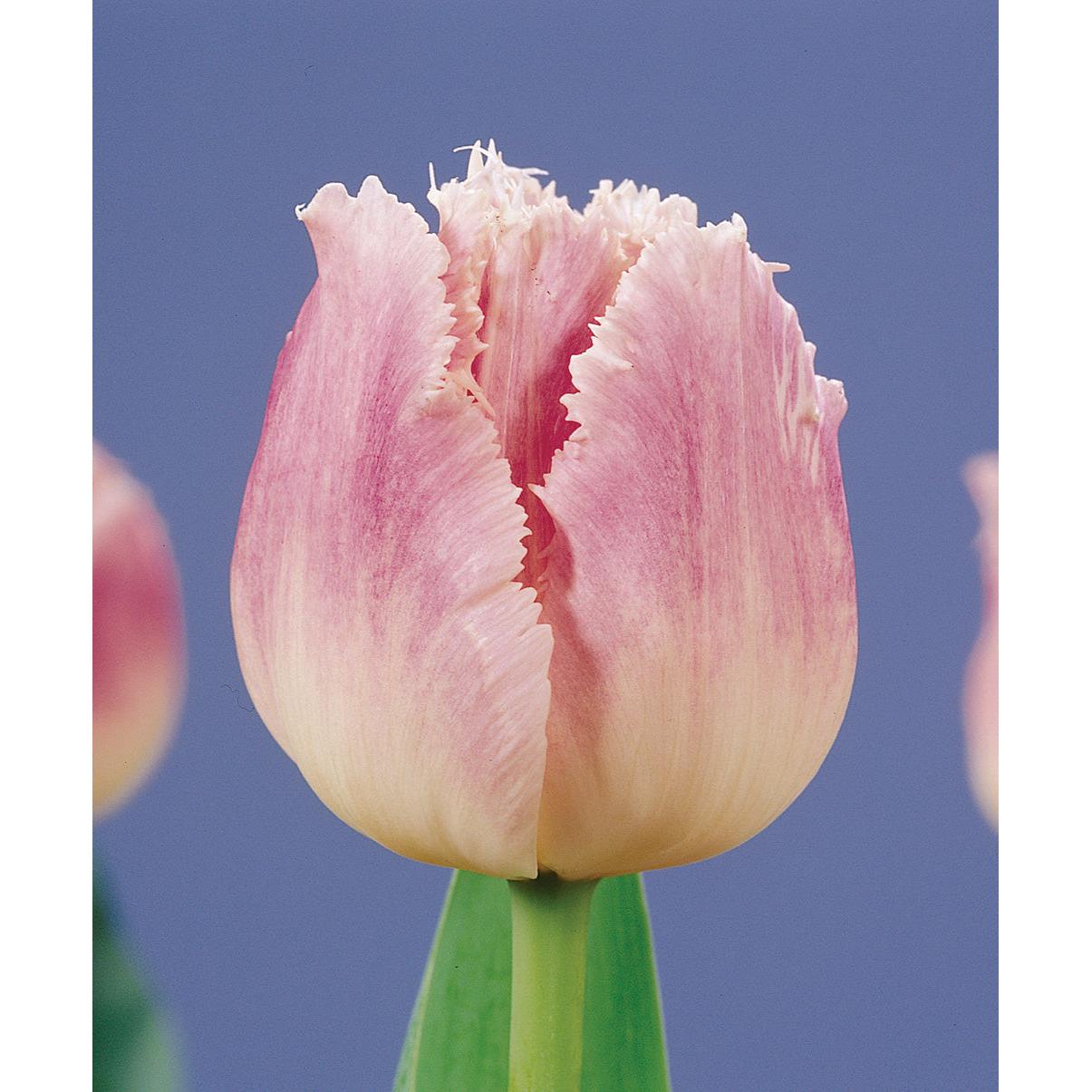 Dallas Fringed Tulip - 10 bulbs