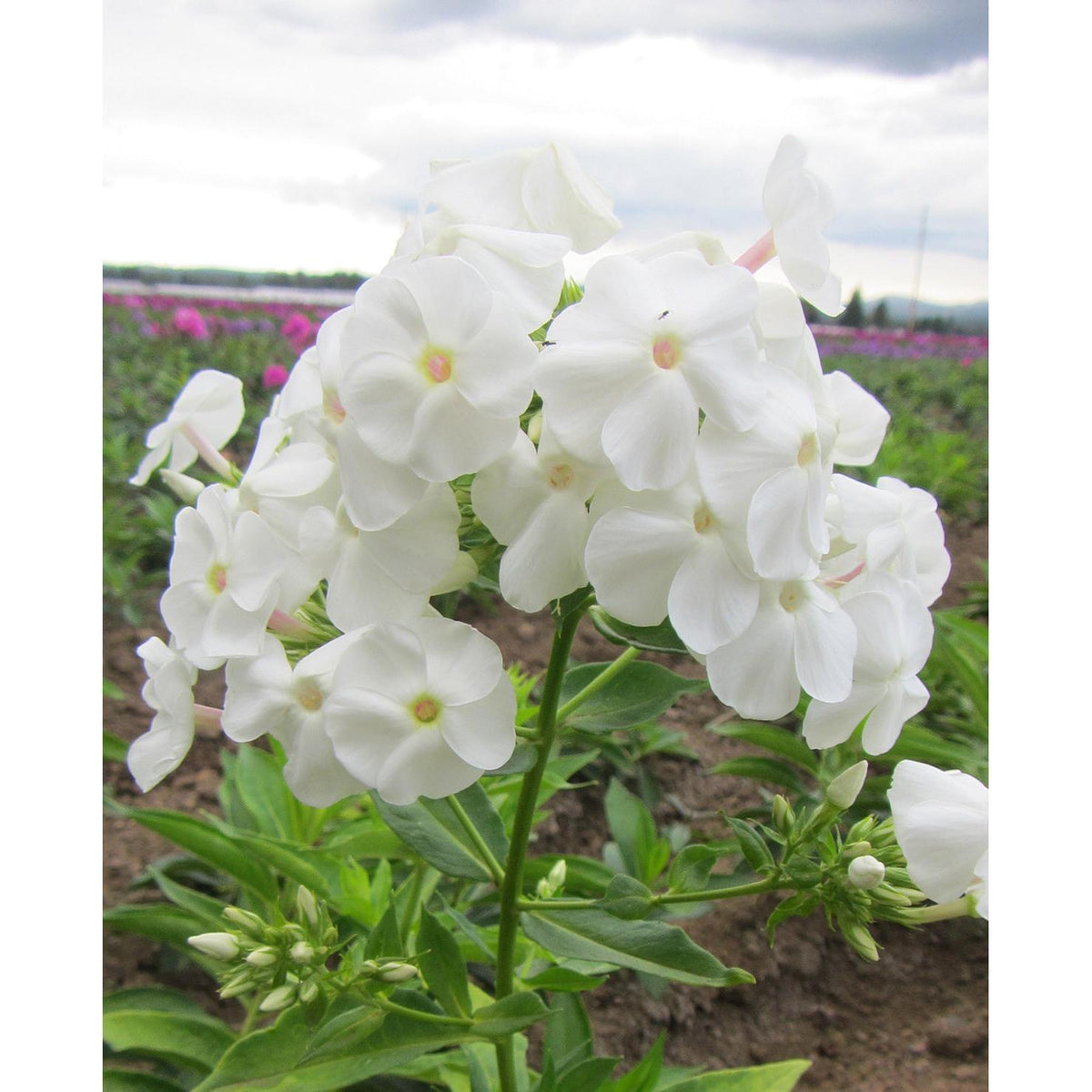 David Tall Summer Phlox - 3 root divisions