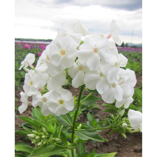 David Tall Summer Phlox - 3 root divisions