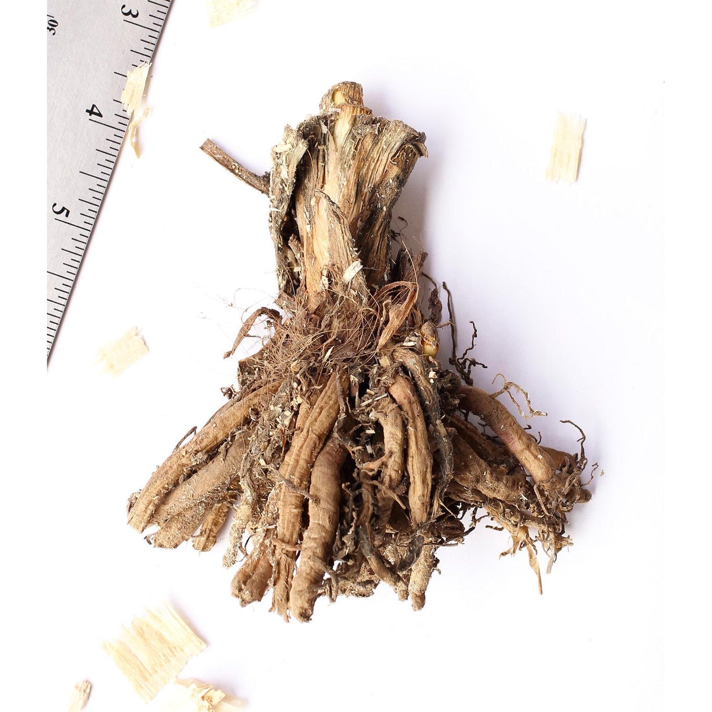 Whirling Rainbows Daylily - 1 Single Fan Division
