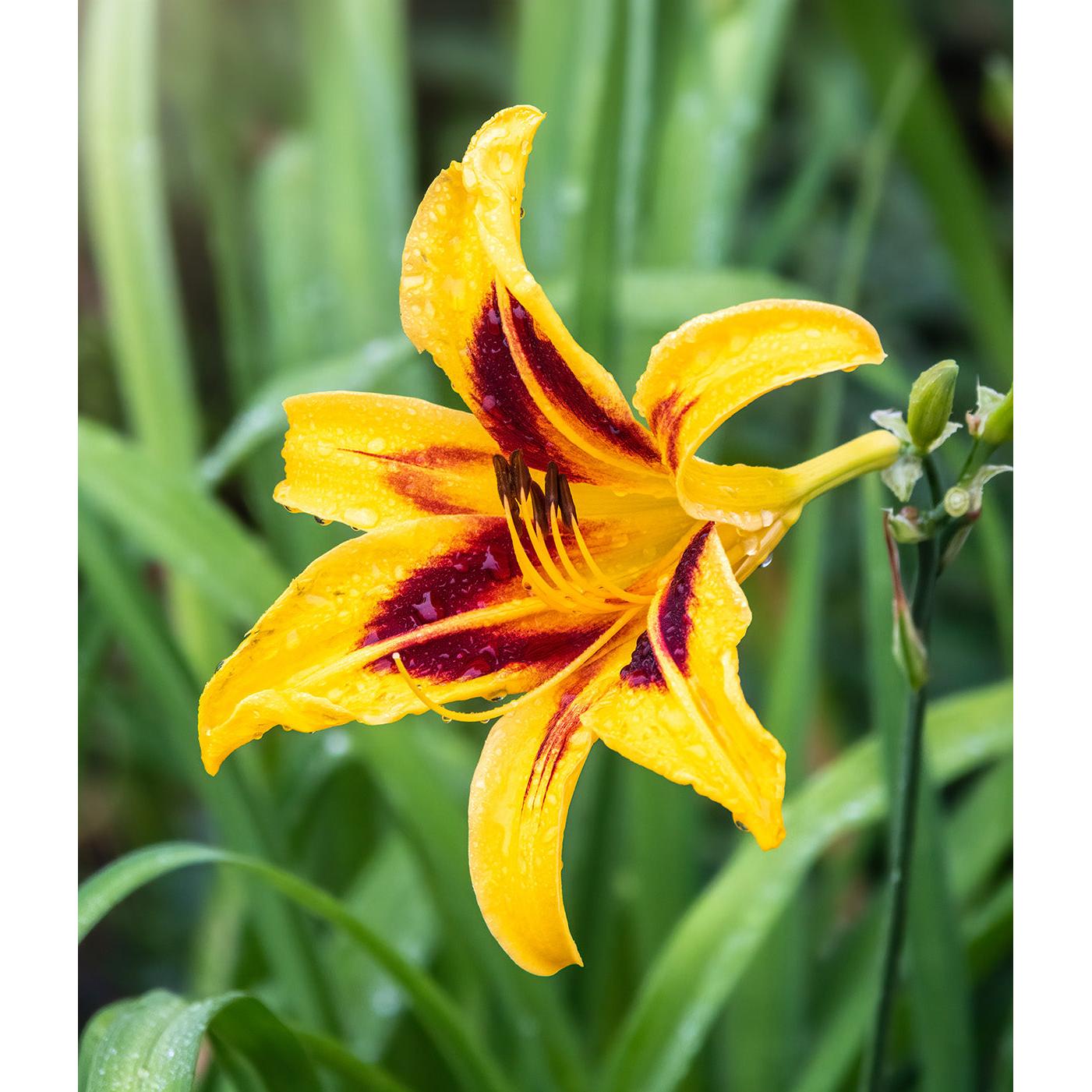 Bonanza Daylily - 3 root divisions