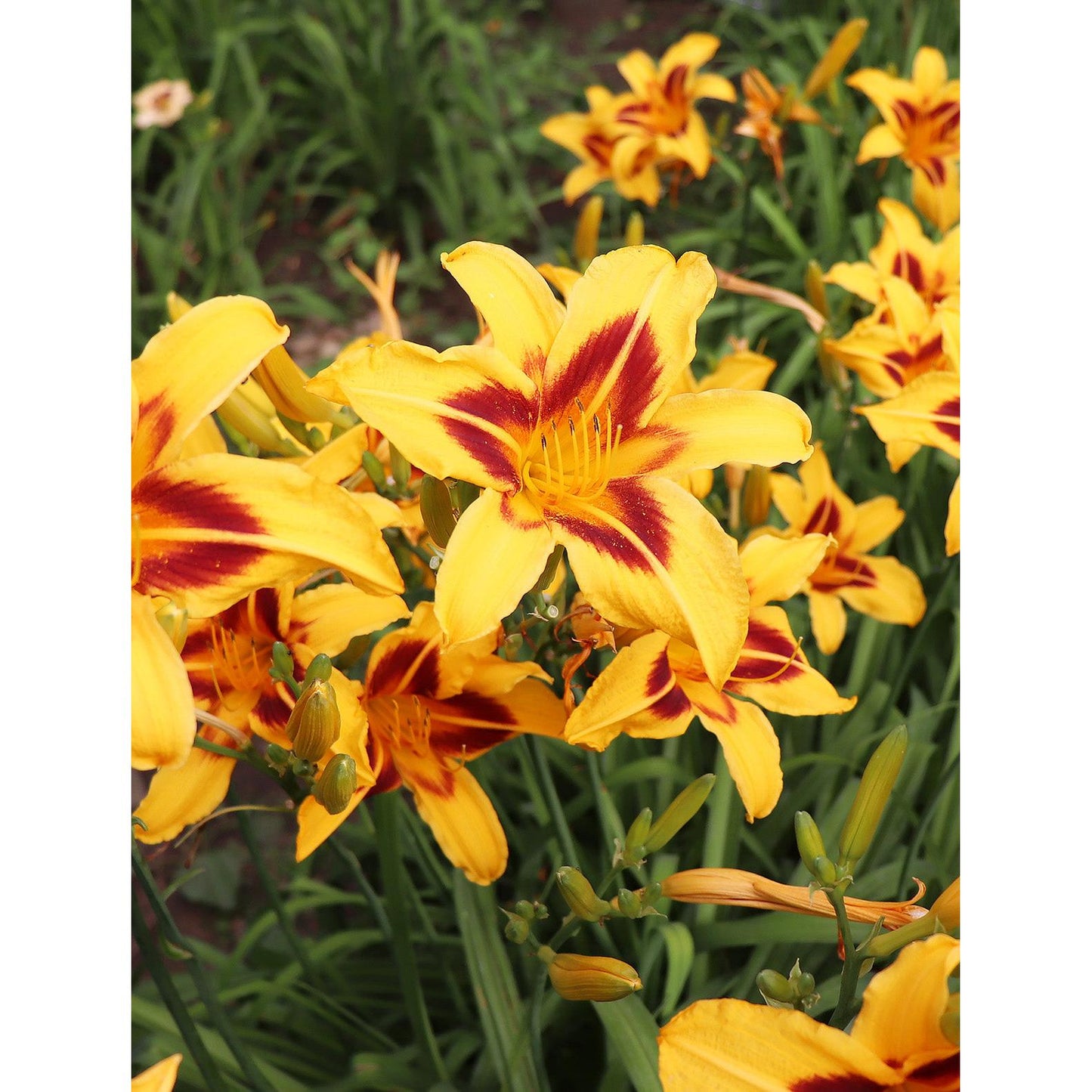 Bonanza Daylily - 3 root divisions