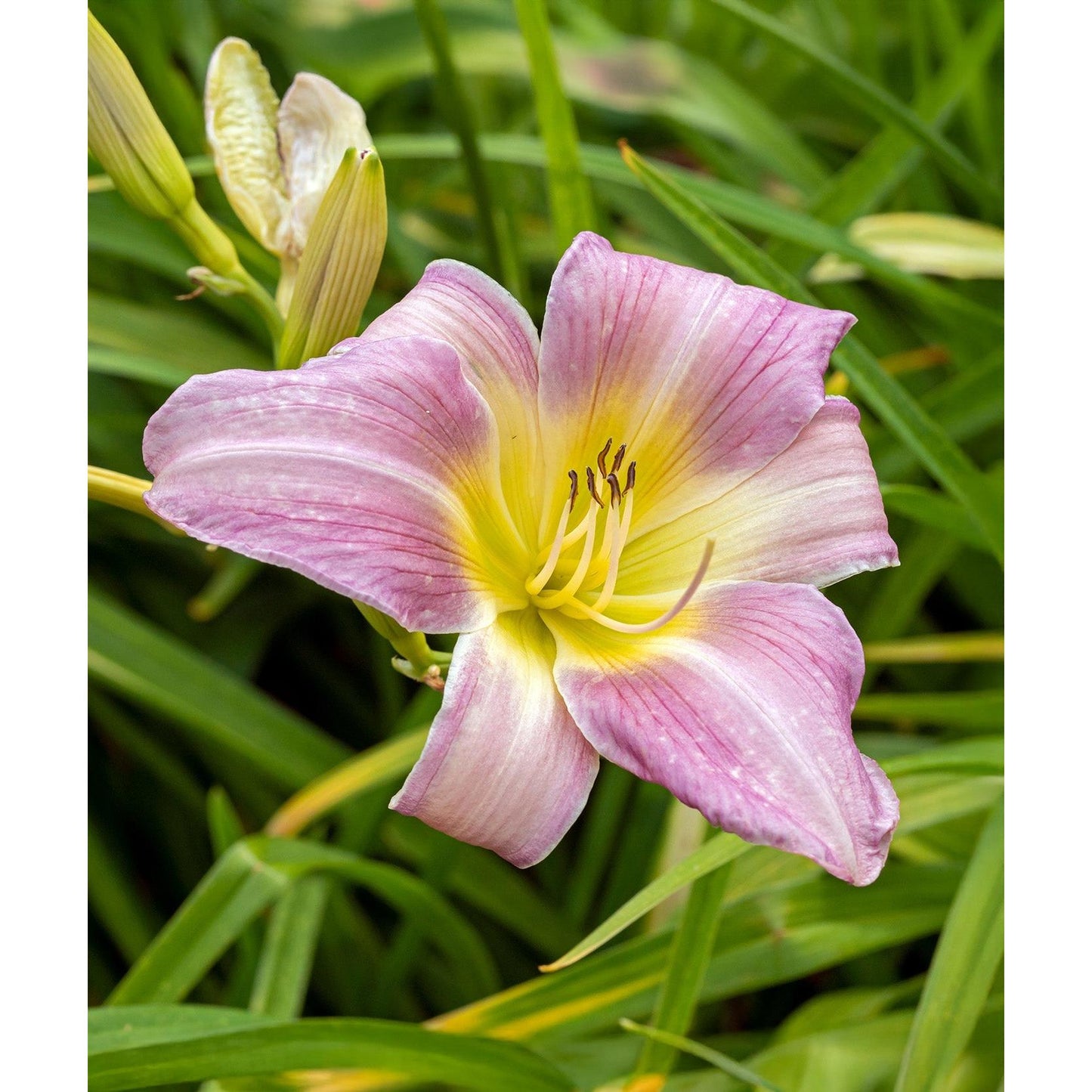 Catherine Woodbury Daylily - 3 root divisions